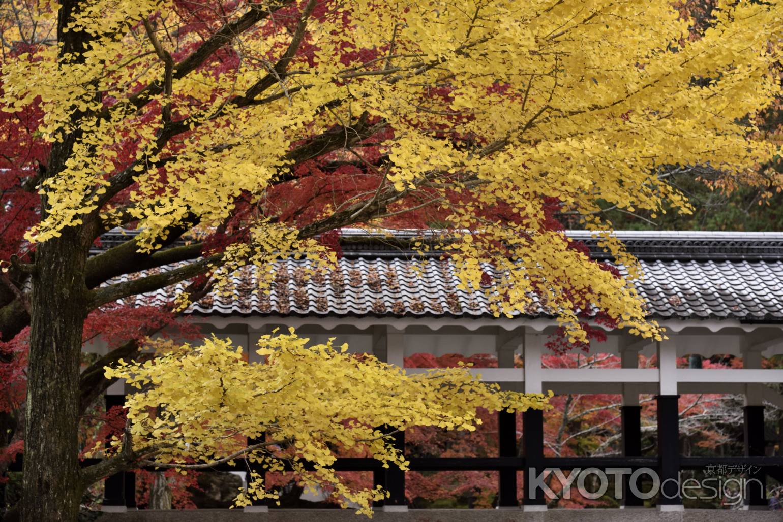 黄色もきれい・・・