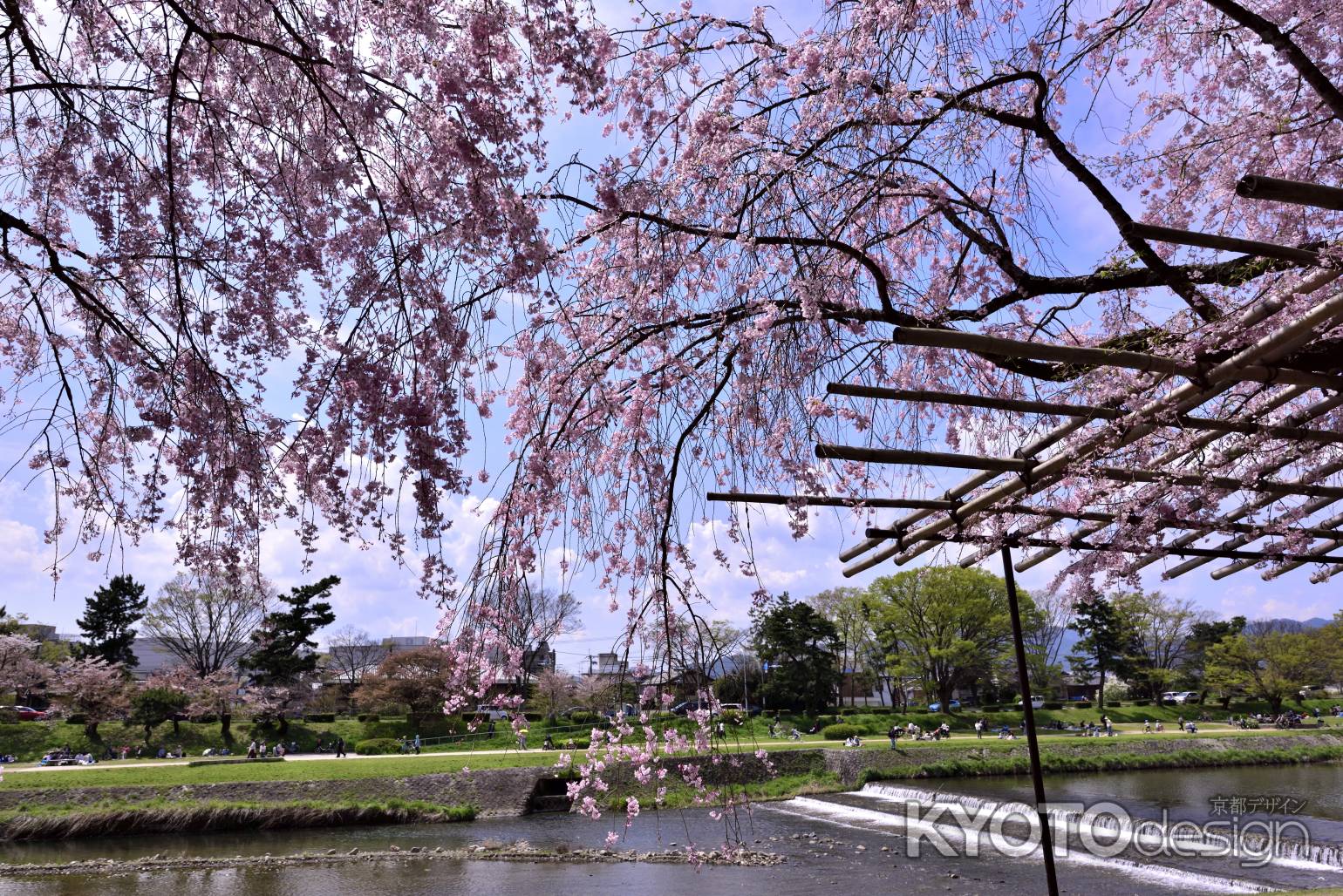 半木の道の枝垂れ桜（５）