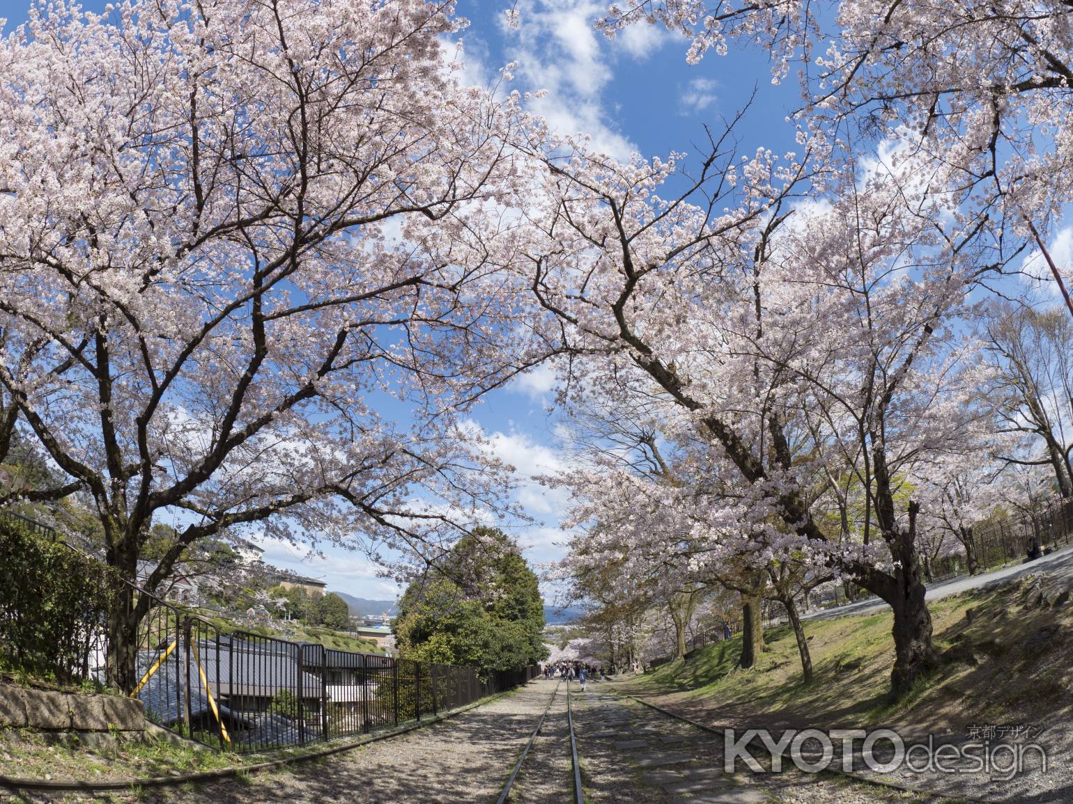 インクラインさくら