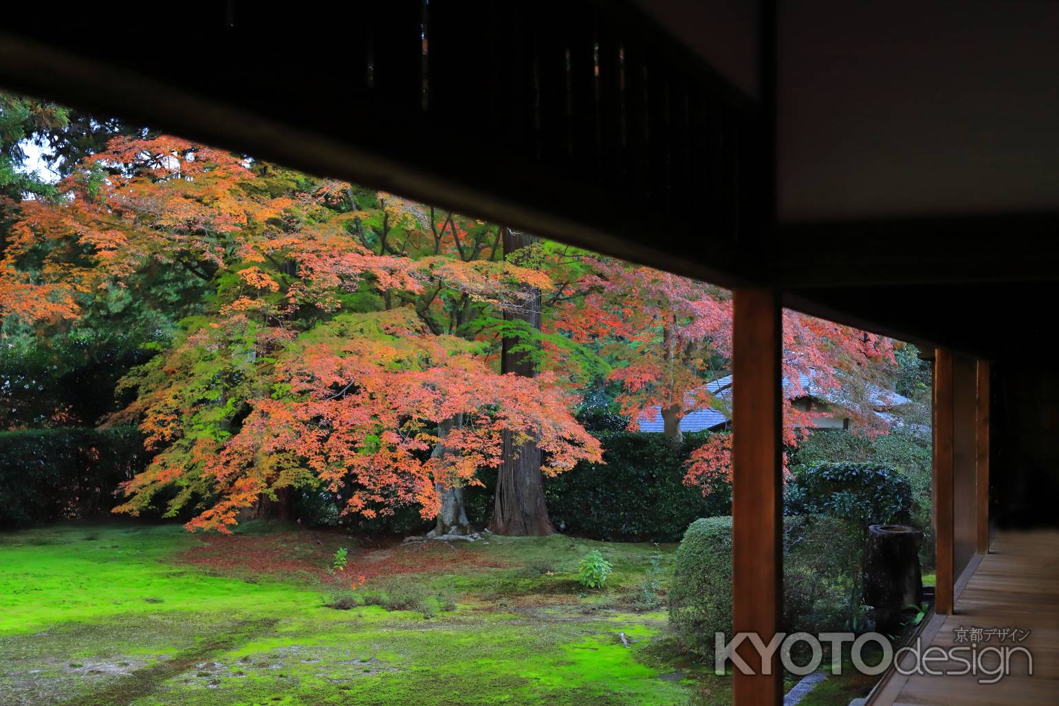 圓通寺のもみじ