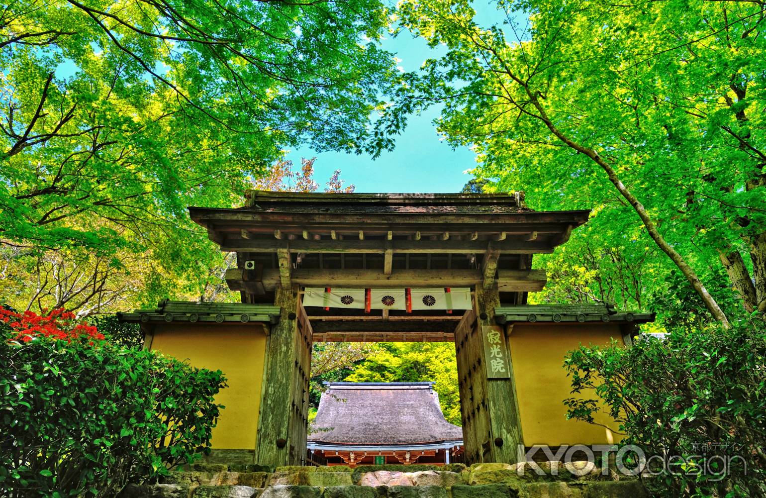 木々の若葉輝いて