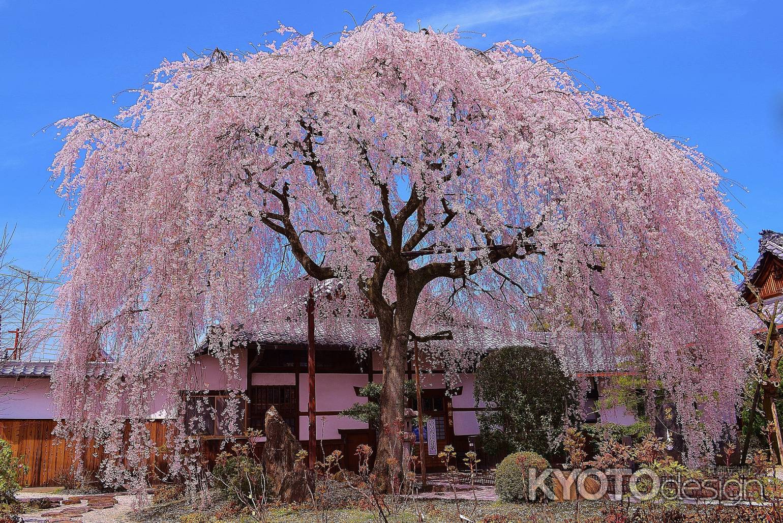 本満寺　枝垂桜