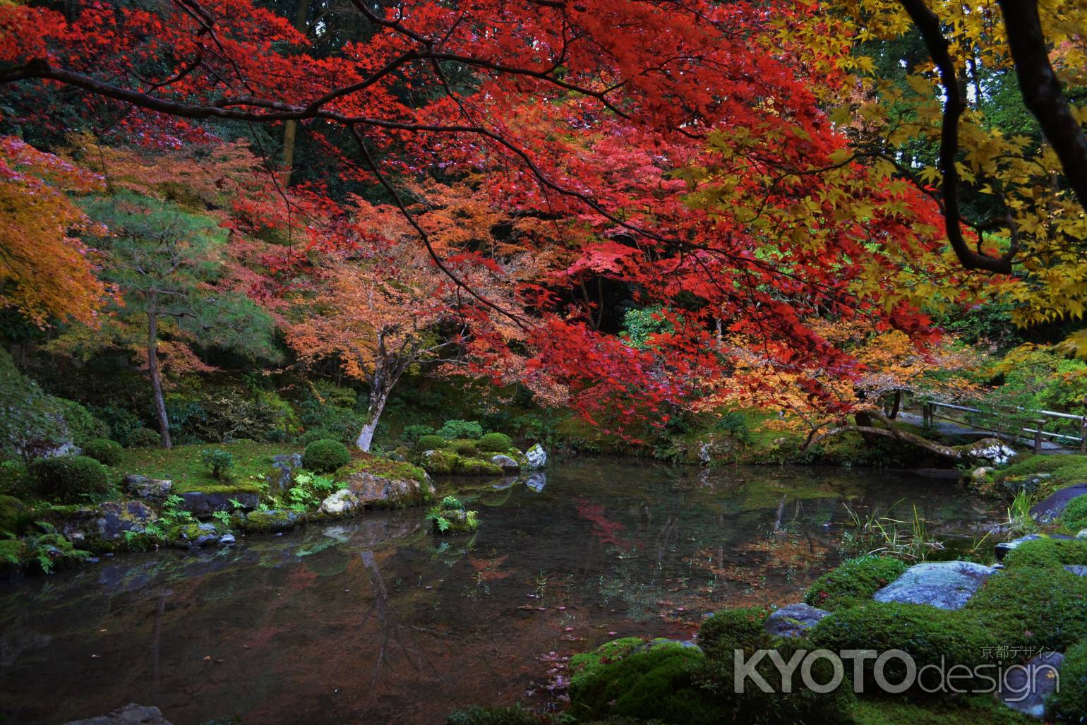南禅院の紅葉