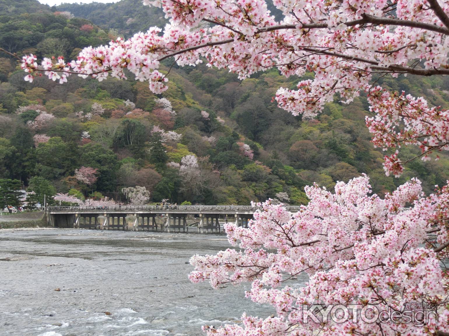 嵐山・渡月橋と桜2