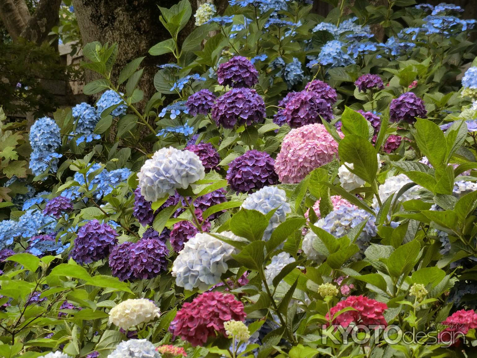 柳谷観音楊谷寺のあじさい