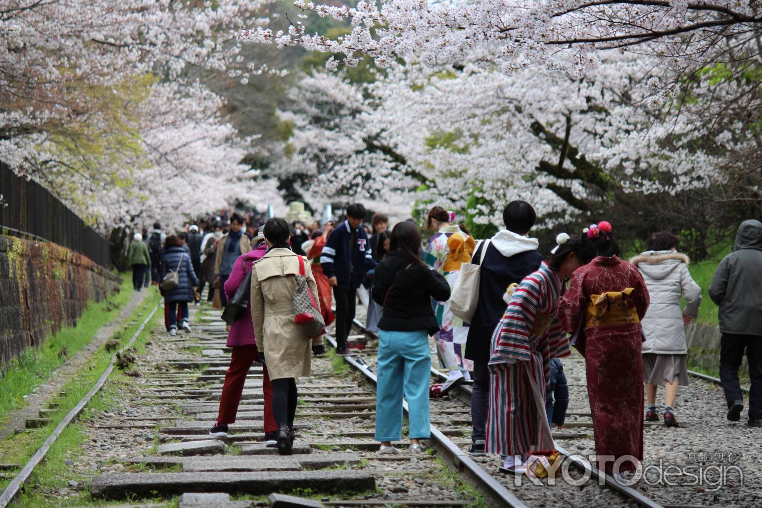 蹴上インクラインの桜2