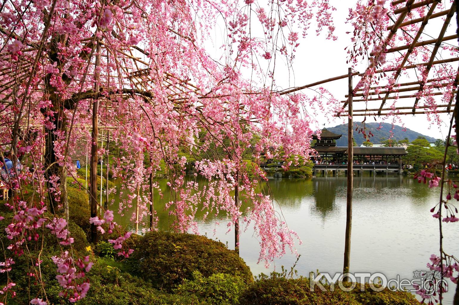 平安神宮の桜12