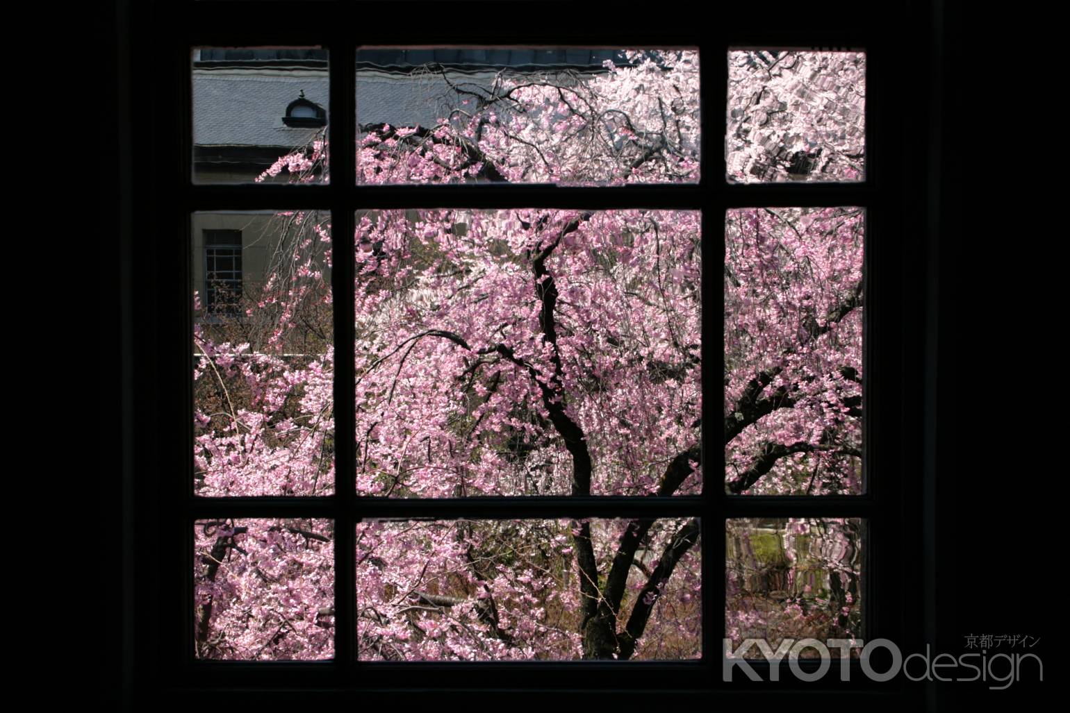 京都府庁の桜