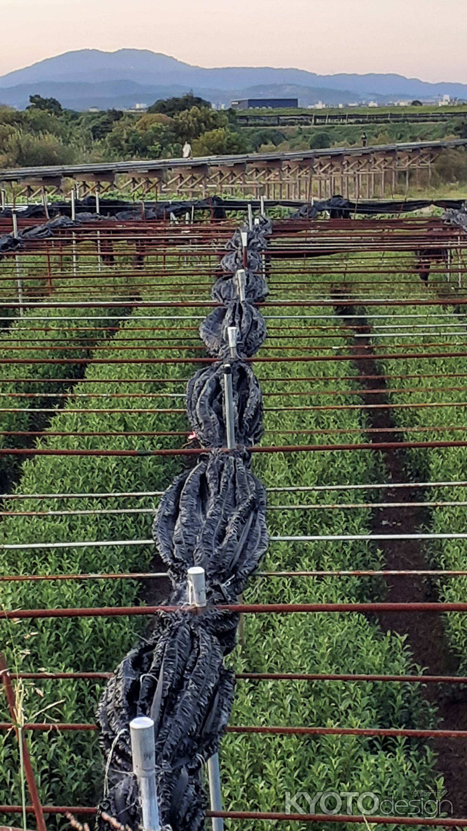 日本茶800年の歴史散歩