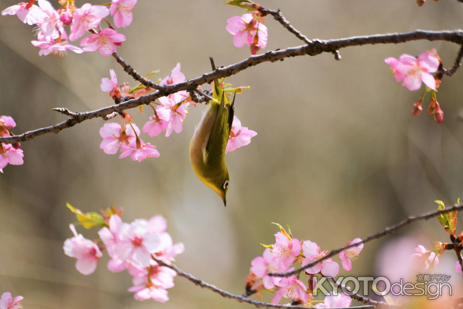逆立ちメジロさん