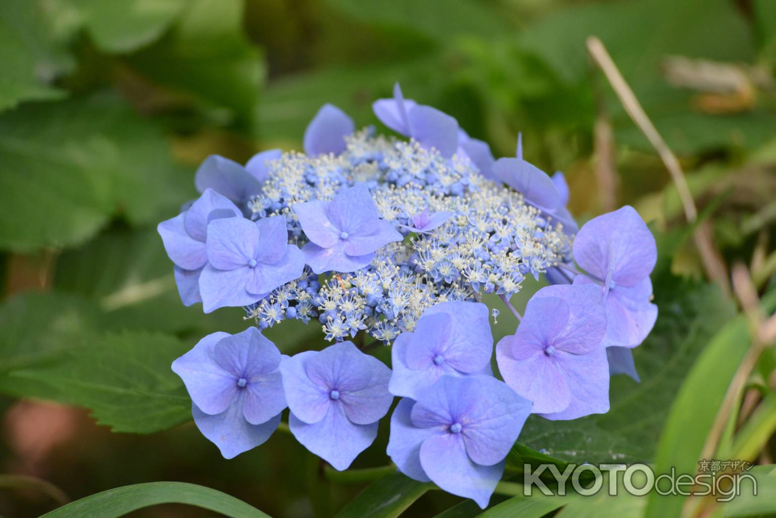 梅宮大社　アジサイ清らかに