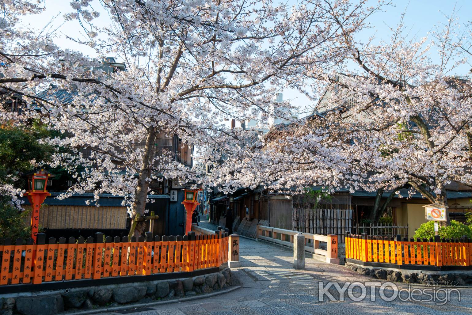 白川巽橋　3月27日の桜3