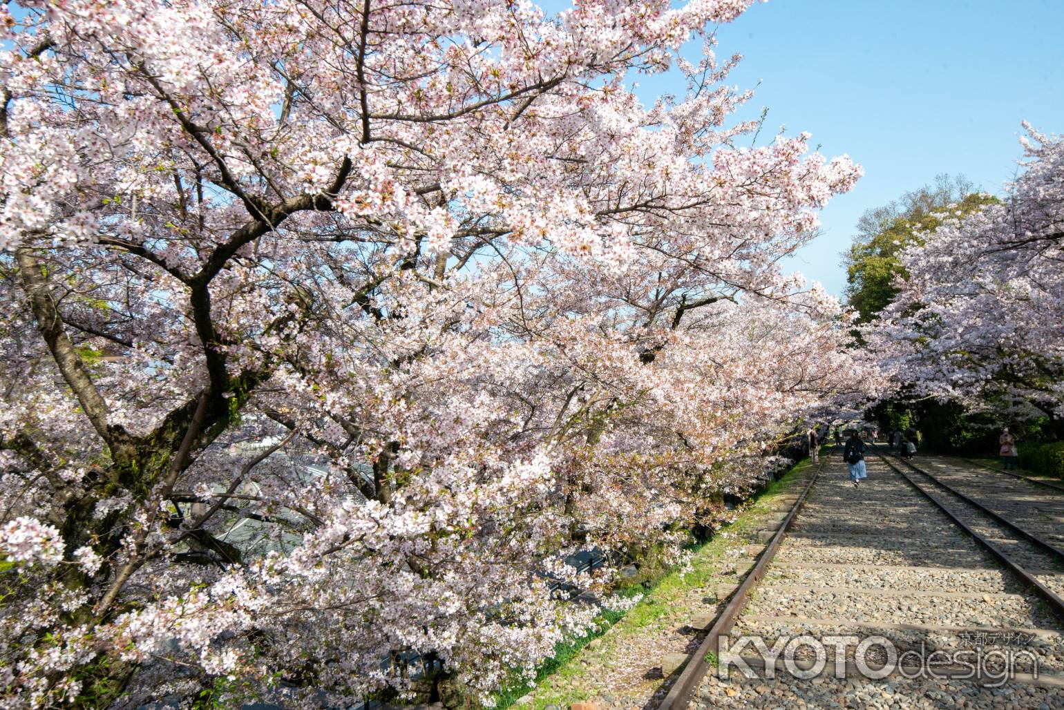 蹴上インクライン　4月1日の桜2