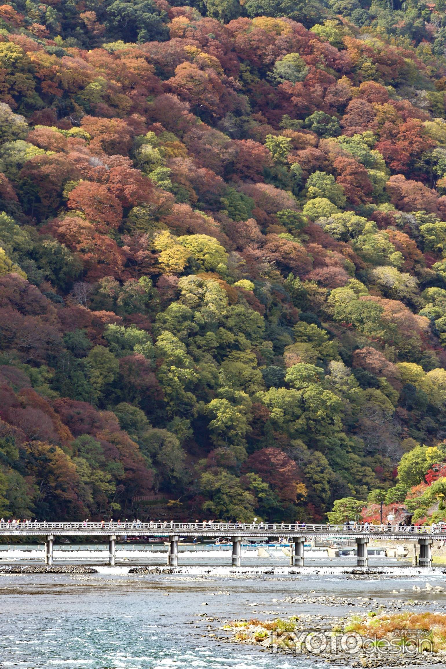 イロドリ紅葉弁当