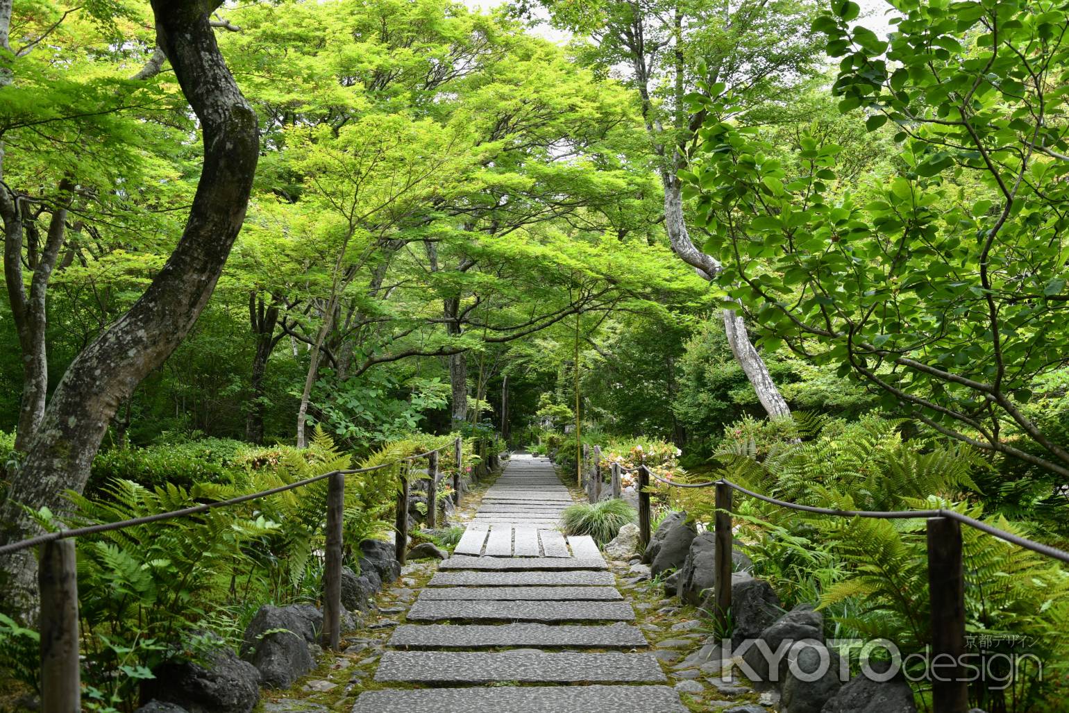 宝筐院の青紅葉