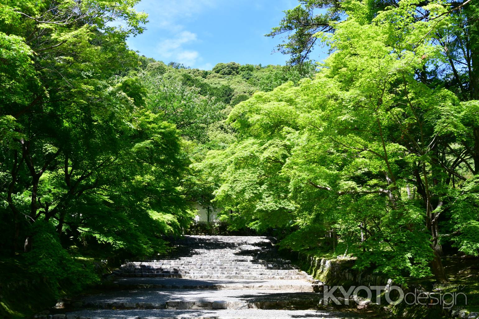 新緑に覆われる二尊院の参道