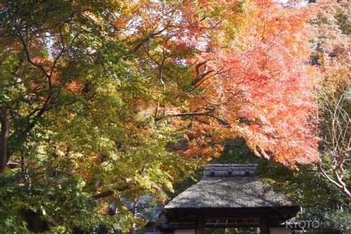 安楽寺 秋の特別公開
