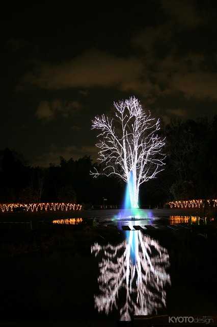 京都府立植物園 クリスマスイルミネーション