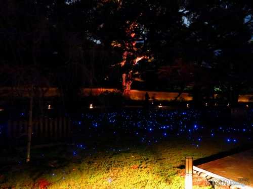 青蓮院　夜の特別拝観