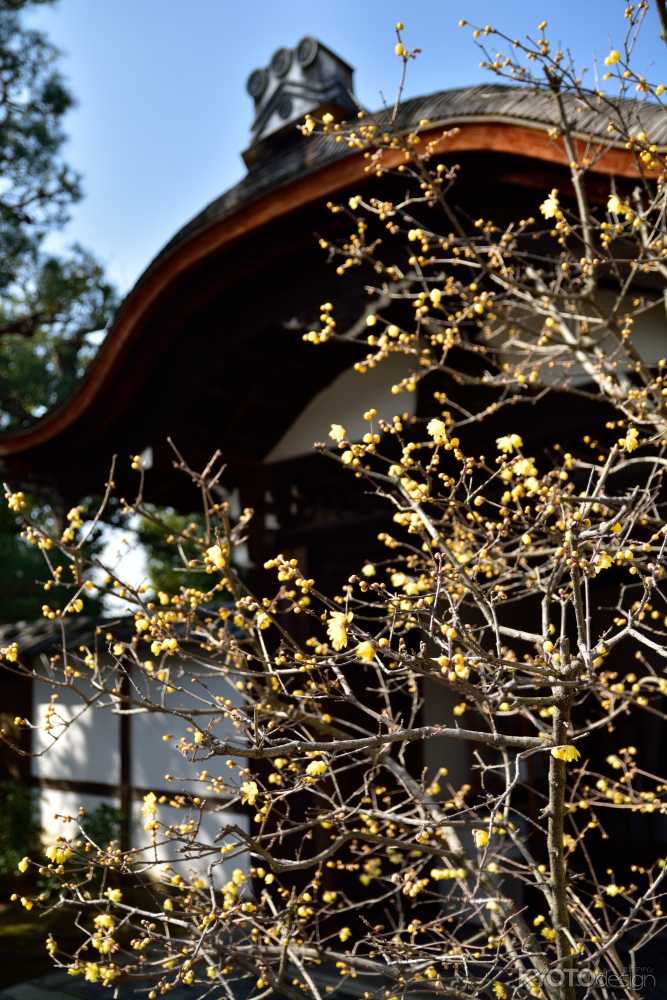 第50回 京の冬の旅 非公開文化財特別公開　