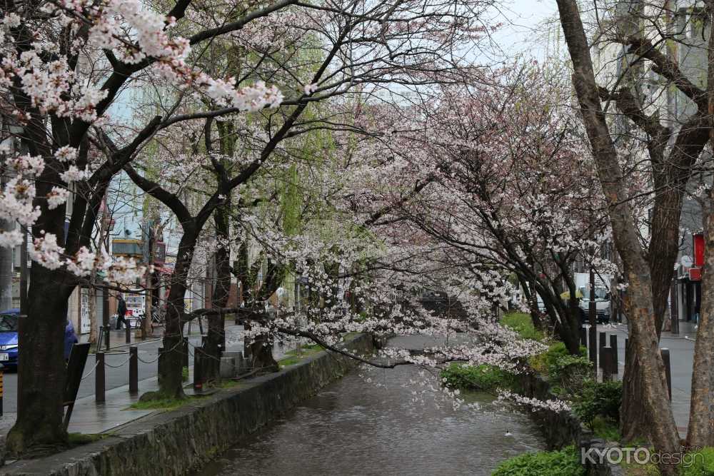 高瀬川ライトアップ