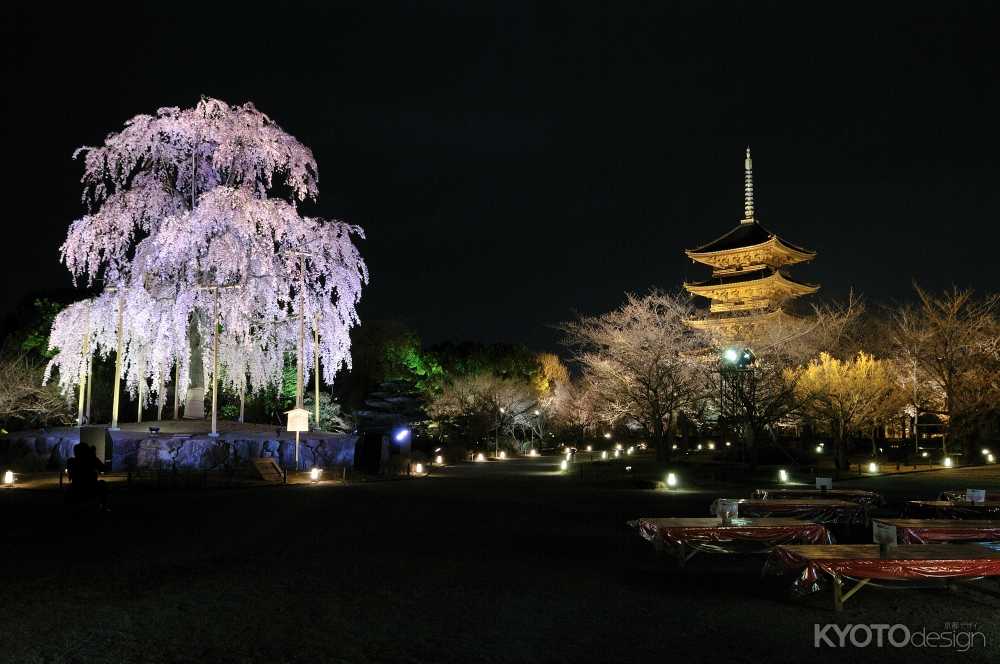 東寺 夜桜ライトアップ