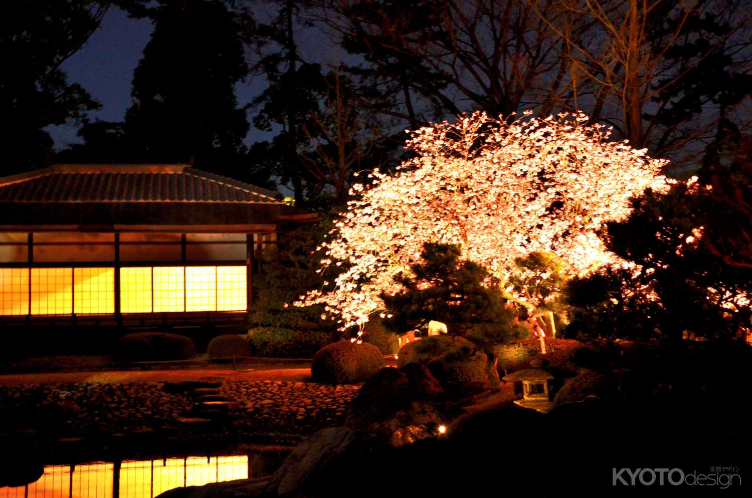 二条城桜まつり ライトアップ