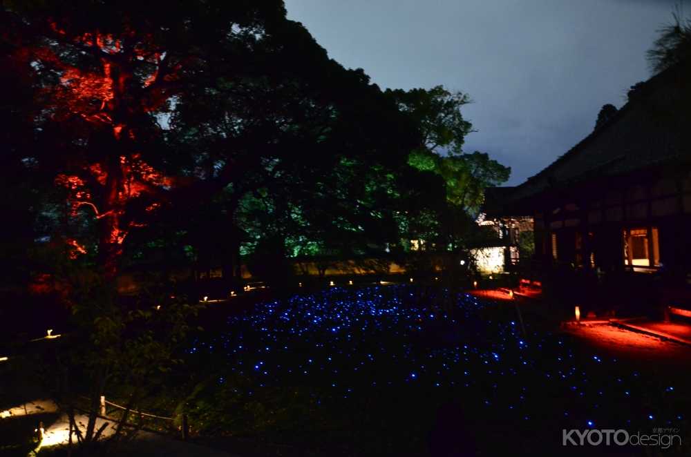 青蓮院 夜の特別拝観