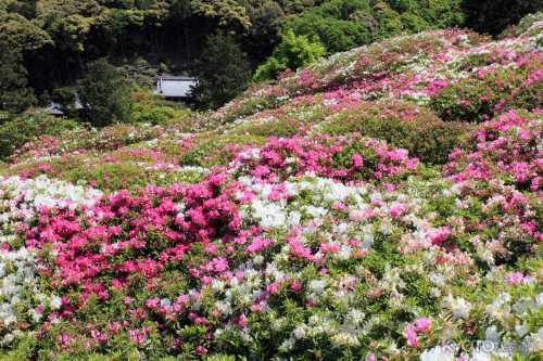 つつじ・しゃくなげ園　開園