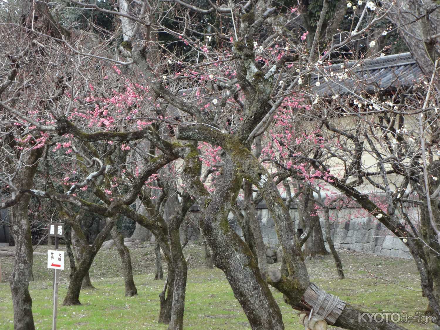 北野天満宮 梅苑公開