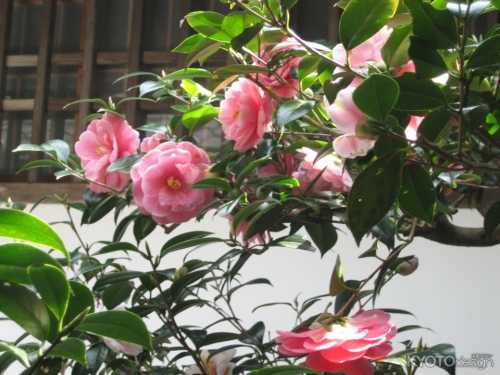 法然院　春季 伽藍内の特別公開