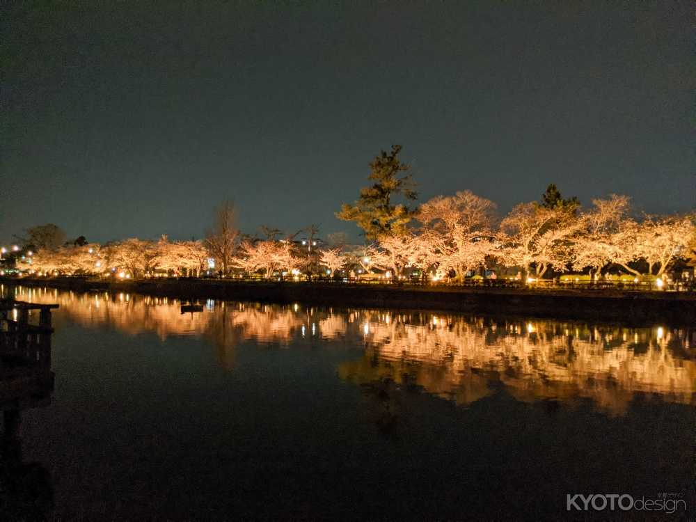 八条ヶ池 桜ライトアップ