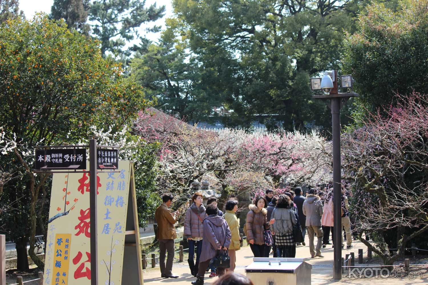 北野天満宮 梅苑公開