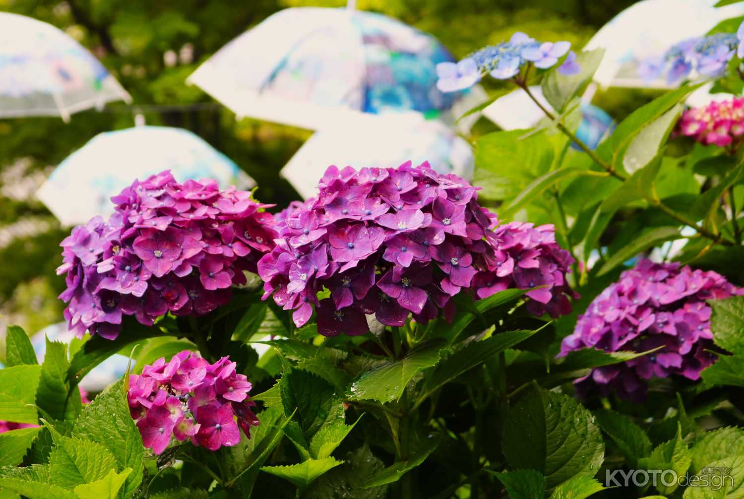 柳谷観音あじさいウイーク