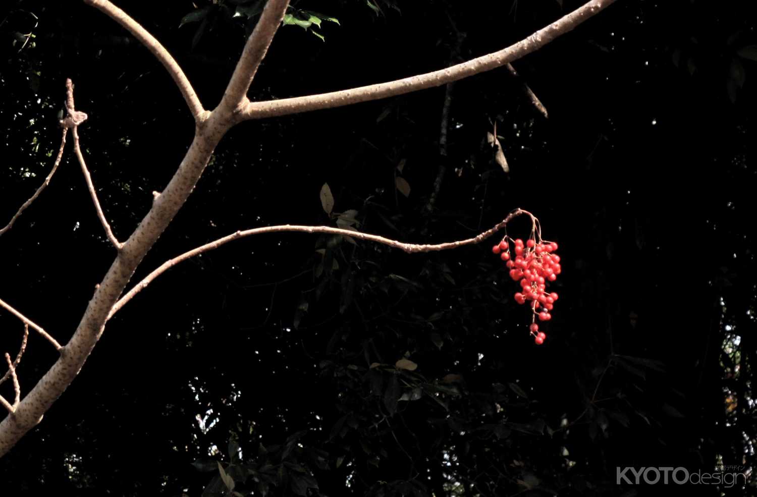 名月鑑賞の夕べ