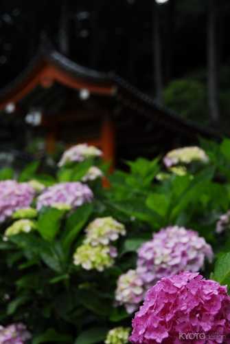 あじさい園の公開