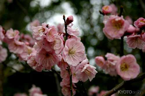 梅・産祭（うめうめまつり）