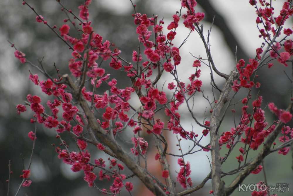 長岡天満宮 梅花祭