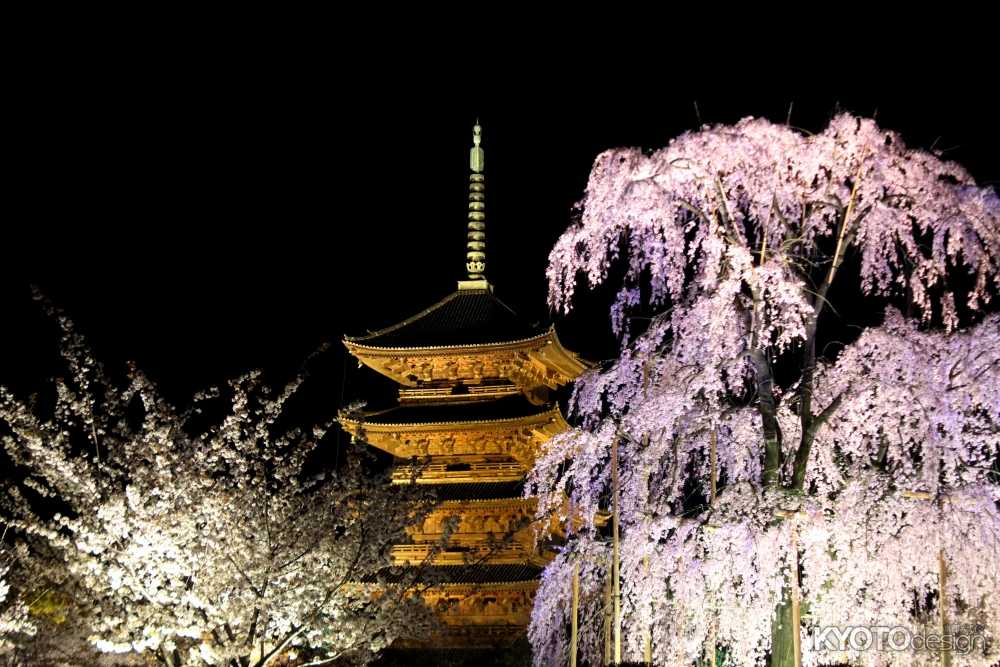 東寺 夜桜ライトアップ
