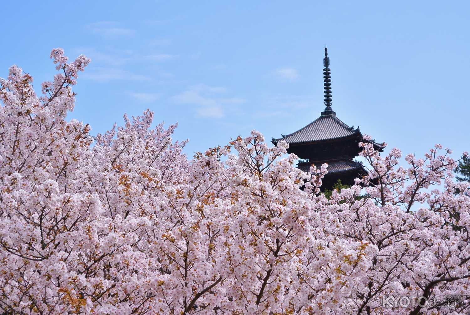 特別入山期間　御室花まつり