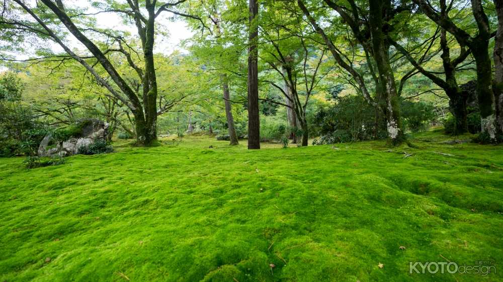 宝厳院　春の特別公開