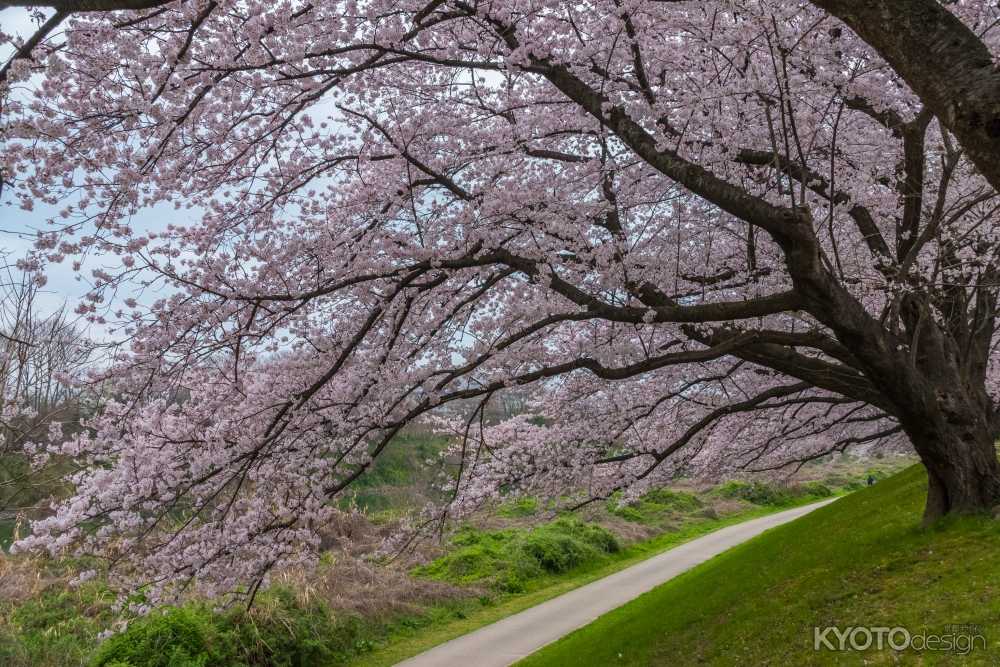 背割堤さくらまつり
