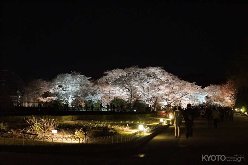 京都府立植物園 桜ライトアップ