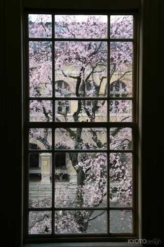 京都府庁旧本館　観桜祭