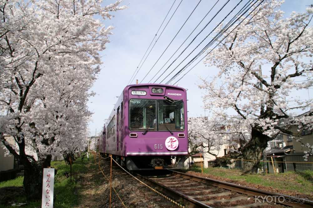 嵐電桜のトンネルライトアップ
