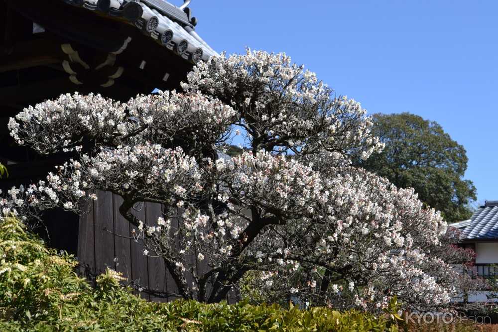 雲龍院 春の夜間ライトアップ