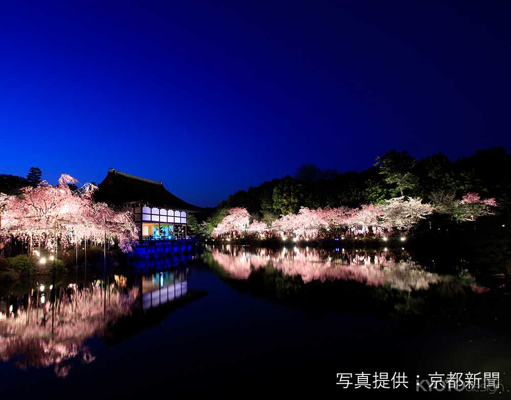 平安神宮桜音夜 紅しだれコンサート2023