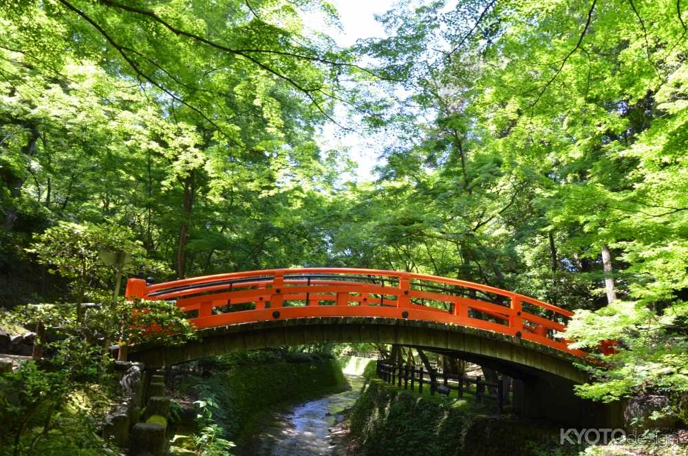 御土居の青もみじ