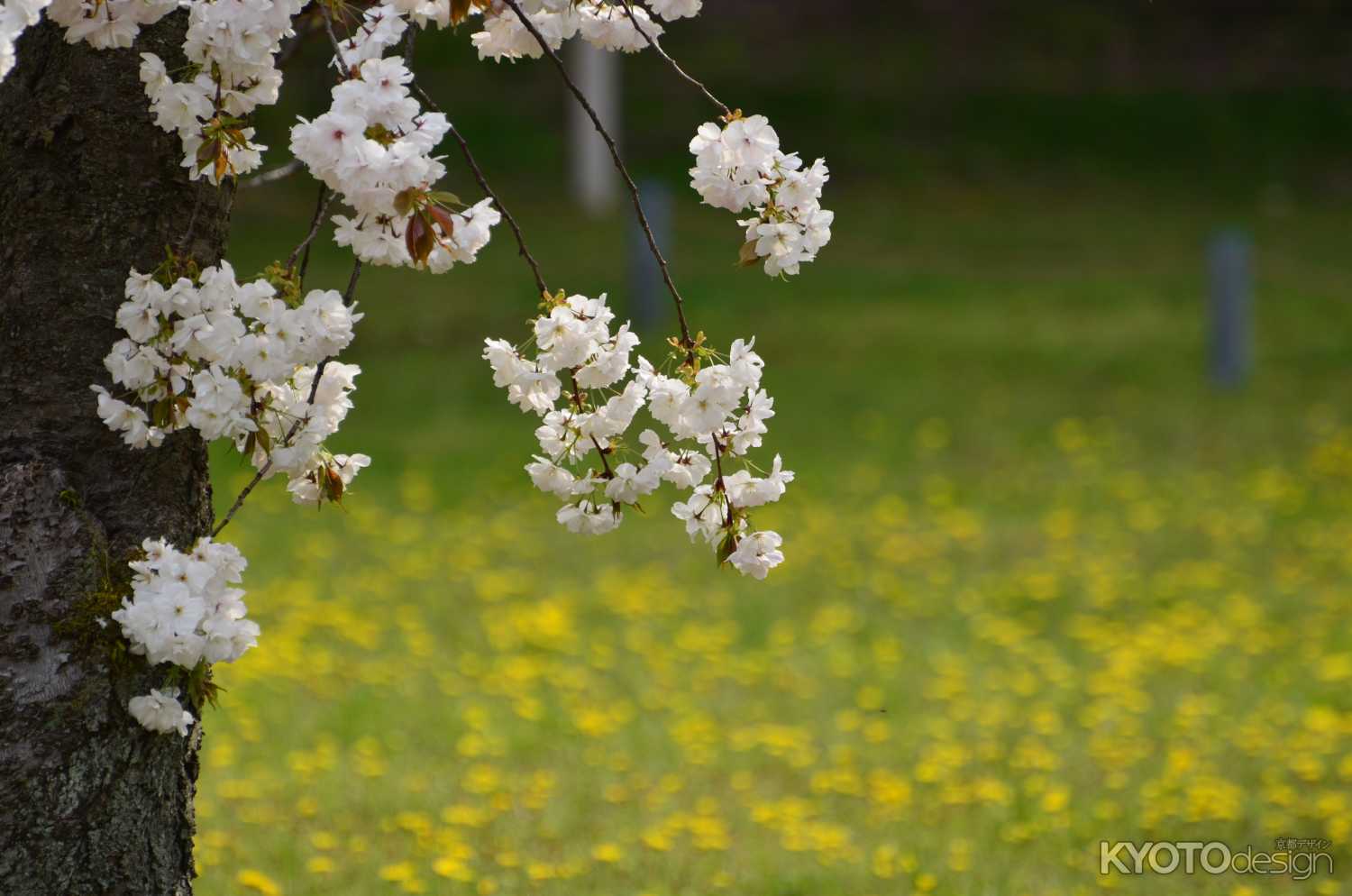 二条城観桜茶会