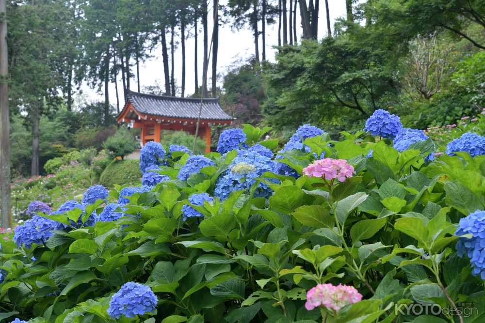 あじさい園の公開